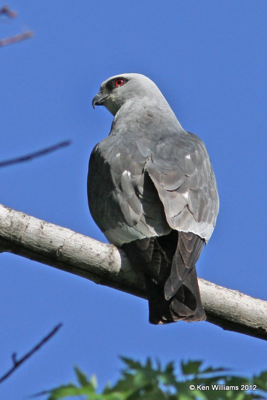 Mississippi Kite, Owasso yard, Rogers Co, OK, 5-16-2012, Ja_2900.jpg