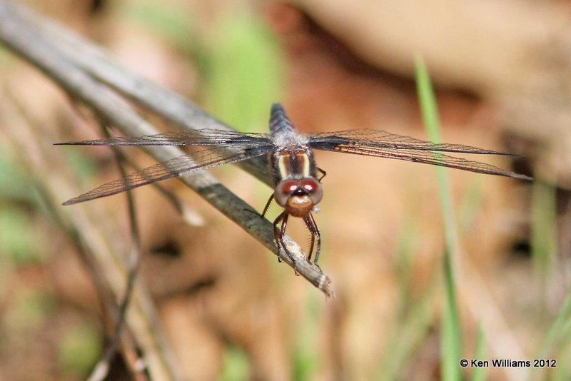 Blue Corporal female, - Ladona deplanata, Lake Bixhoma, Wagoner Co, OK, 4-4-12, Ja_0411.jpg