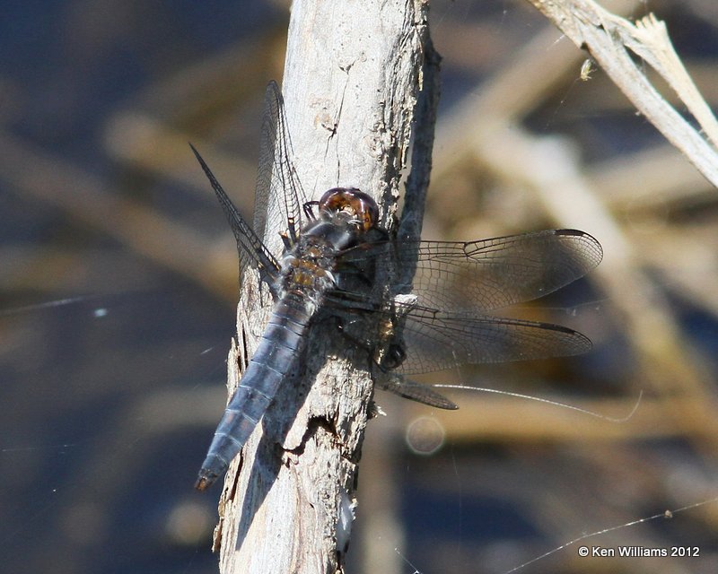 Blue Corporal male, Lake Bixhoma, Wagoner Co, OK, 4-4-12, Ja_0261.jpg