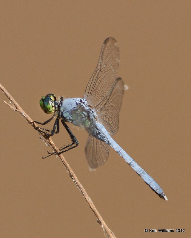 Eastern Pondhawk male, Salt Plains NWR, Alfalfa Co, OK, 5-24-12, Ja_4804.jpg