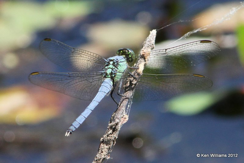 Eastern Pondhawk immature male, Stilwell Park, Adair Co, OK, 5-9-12, Ja_1693.jpg