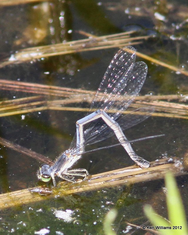 Fragile Forktail female- Ischnura posita, Lake Bixhoma, Wagoner Co, OK, 4-4-12, Ja_0266.jpg