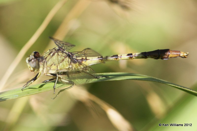 Jade Clubtail, Oxley Nature Center, Tulsa Co, OK, 6-1-12, Ja_5136.jpg