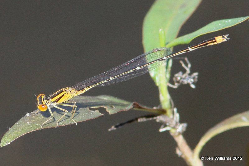 Orange Bluet male - Enallagma signatum, Stilwell Park, Adair Co, OK, 5-9-12, Ja_1750.jpg