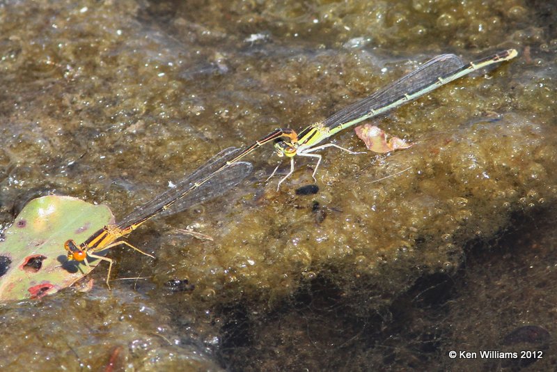 Orange Bluet pair - Enallagma signatum, Stilwell Park, Adair Co, OK, 5-9-12, Ja_1700.jpg