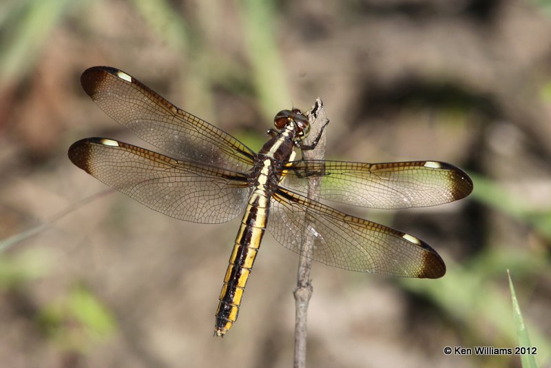 Spangled Skimmer female - Libellula cyanea, Nowata Co, OK. 6-12-12, Ja_6052.jpg