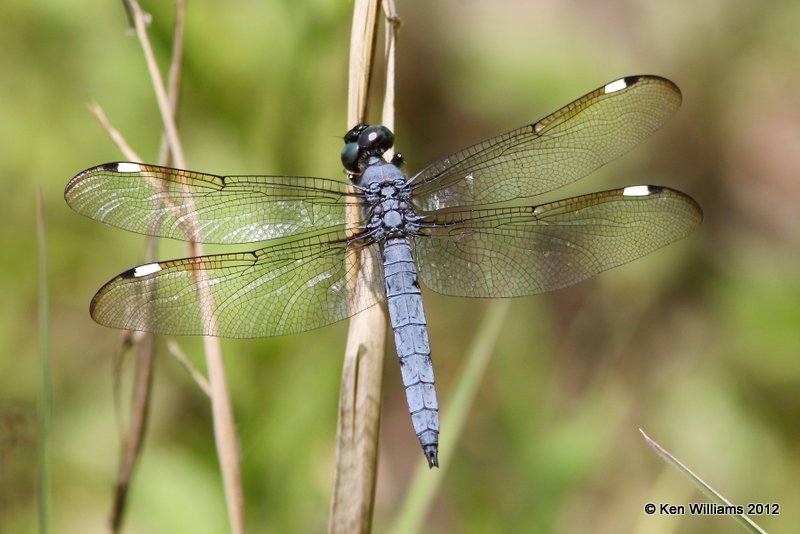 Spangled Skimmer male - Libellula cyanea, Nowata Co, OK. 6-12-12, Ja_6142.jpg