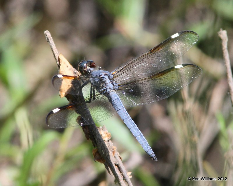 Spangled Skimmer male, Stilwell Park, Adair Co, OK, 5-9-12, Ja_1678.jpg