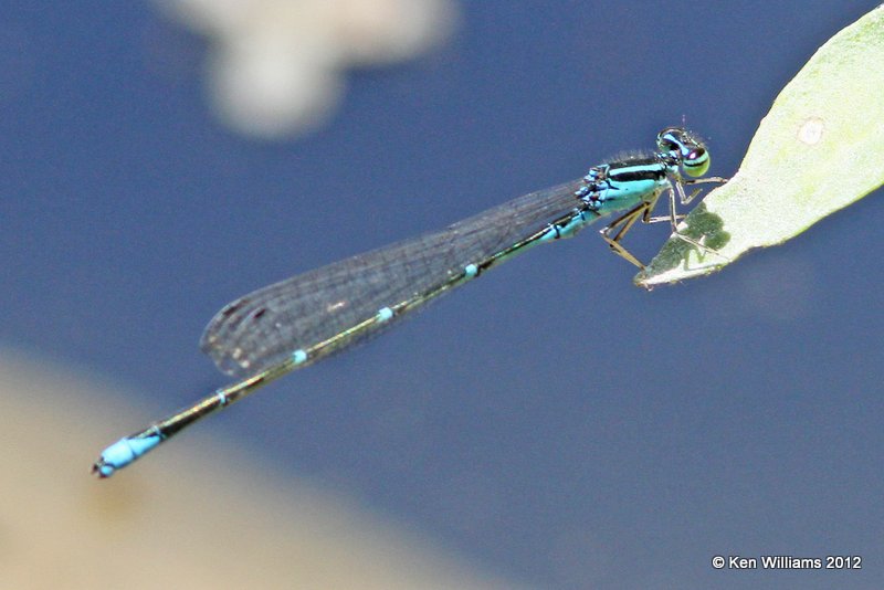 Stream Bluet, E. of Miami, OK, 6-8-12, Ja_5779.jpg