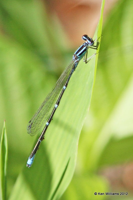 Stream Bluet, Tall Grass Prairie Preserve, Osage Co, OK, 5-10-12, Ja_2022.jpg