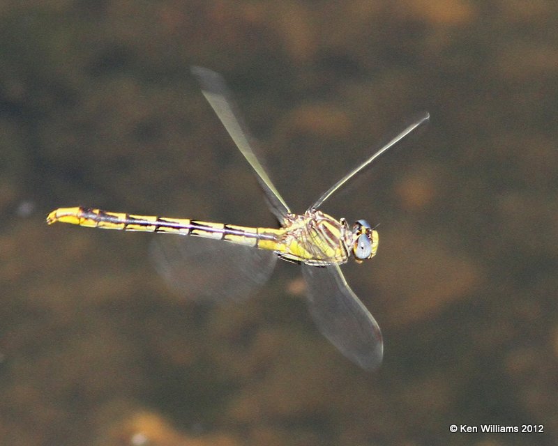 Sulphur-tipped Clubtail, E. of Miami, OK, 6-8-12, Ja_5543.jpg