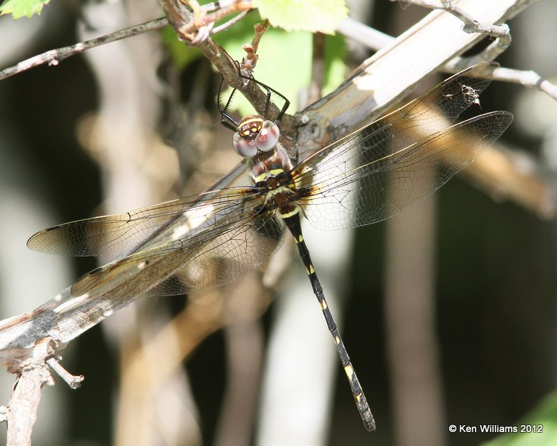 Swift River Cruiser female - Macromia illinoiensis, Oxley Nature Center, Tulsa Co, OK, 6-1-12, Ja_5192.jpg