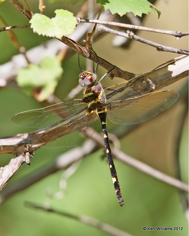 Swift River Cruiser female - Macromia illinoiensis, Oxley Nature Center, Tulsa Co, OK, 6-1-12, Ja_5237.jpg