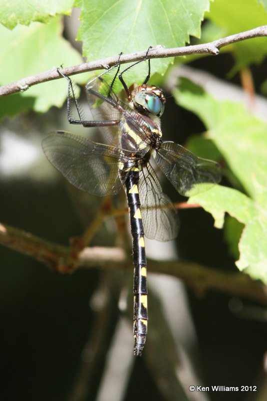 Swift River Cruiser female - Macromia illinoiensis, Oxley Nature Center, Tulsa Co, OK, 6-1-12, Ja_5242.jpg