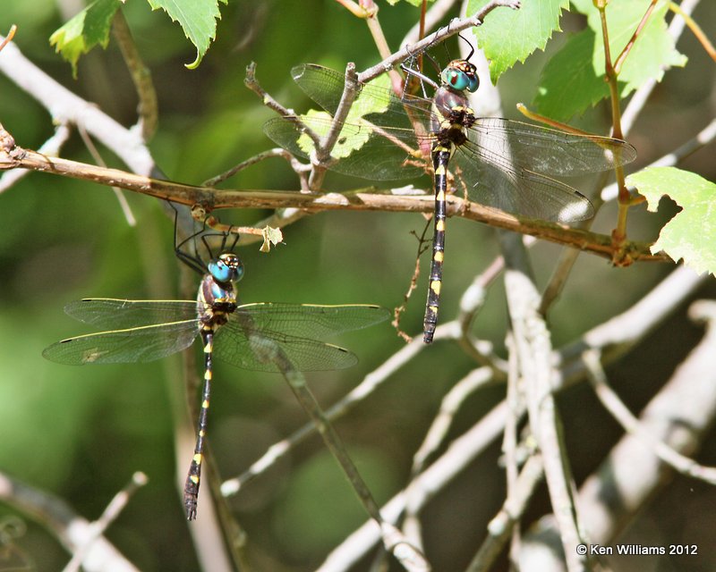 Swift River Cruiser male & female - Macromia illinoiensis, Oxley Nature Center, Tulsa Co, OK, 6-1-12, Ja_5258.jpg