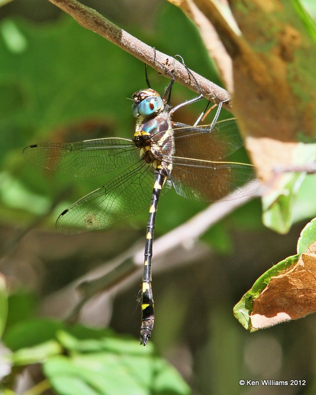 Swift River Cruiser male - Macromia illinoiensis, Oxley Nature Center, Tulsa Co, OK, 6-1-12, Ja_5282.jpg