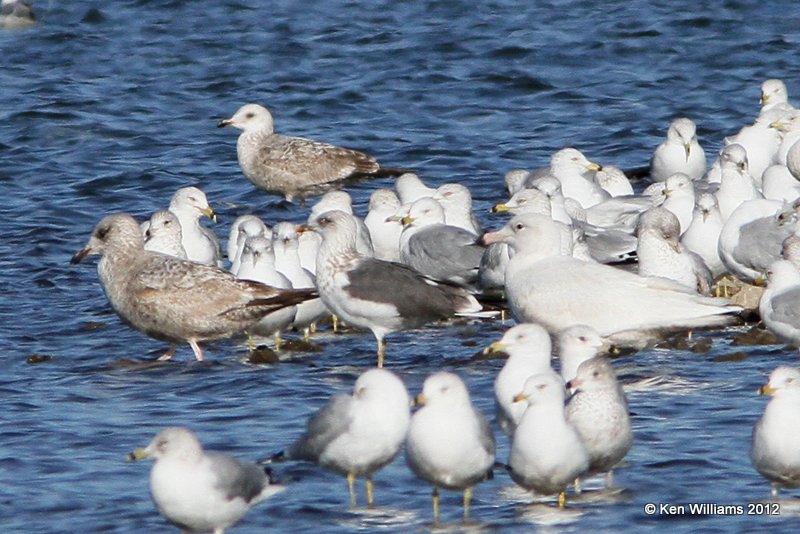 Herring, Lesser Black-backed, Glaucous & Ring-billed Gulls, Yahola Lake, Tulsa Co, OK, 2-5-13, Ja8_004450.jpg