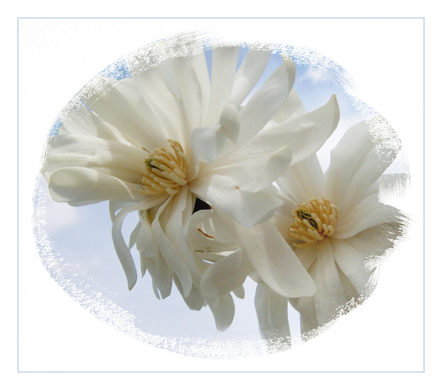 magnolia stalatis version 2