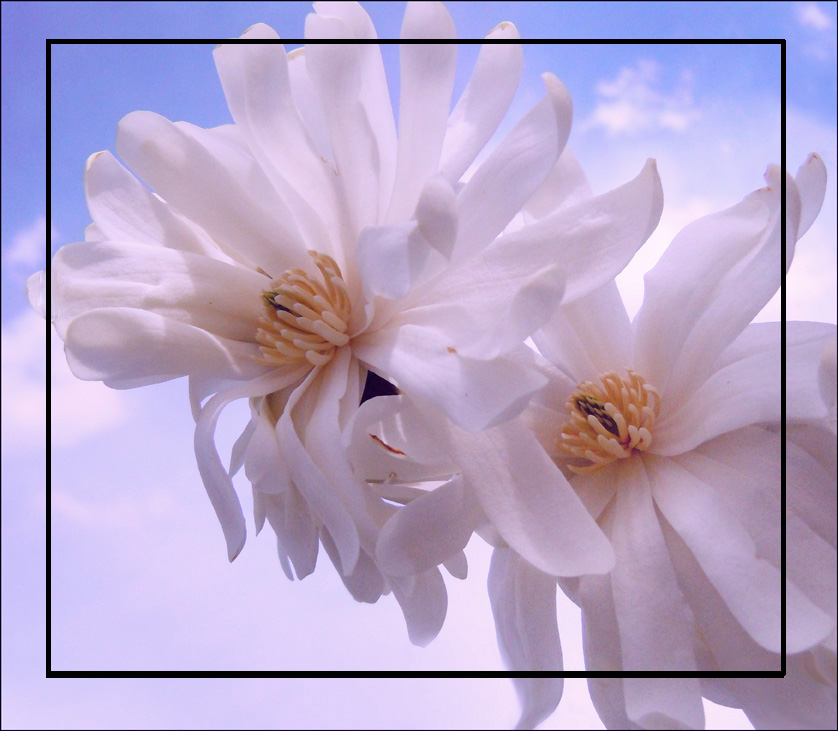 magnolia stalatis version 4