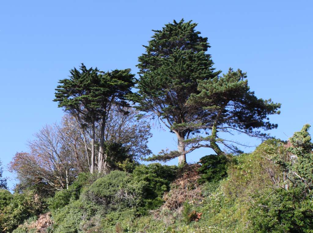 Trees