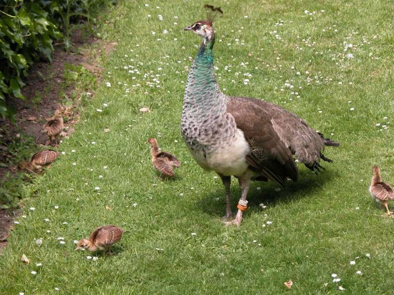 Peacock(hen) & Chicks