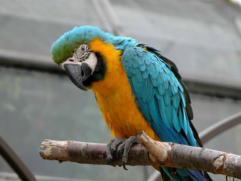 Parrot