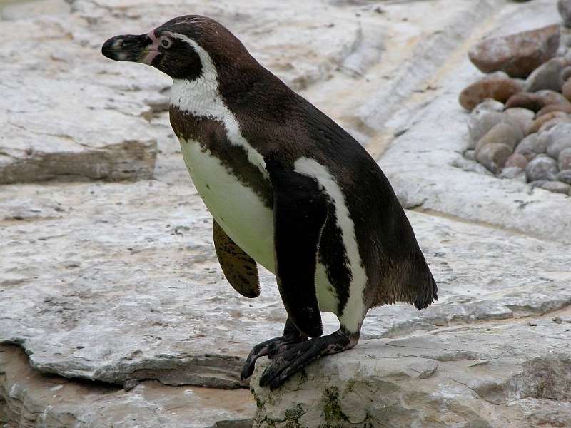 The Penguin