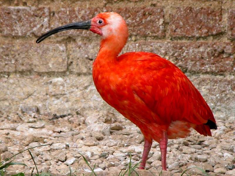 Bird