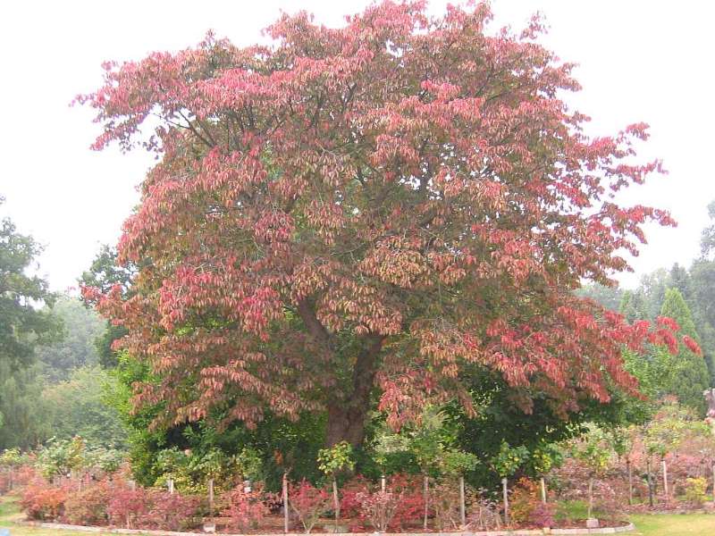 Autumn