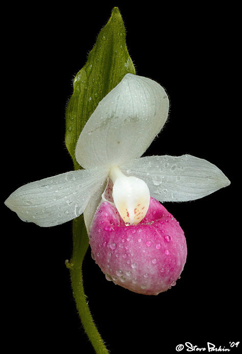 Showy Lady Slipper