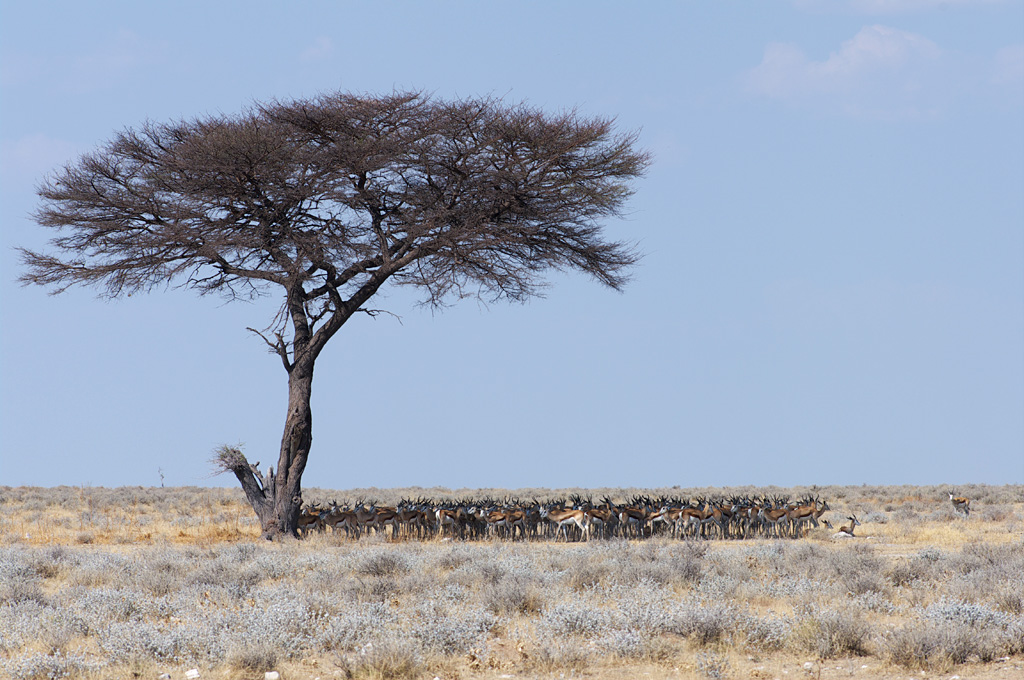 Springboks in the shadow