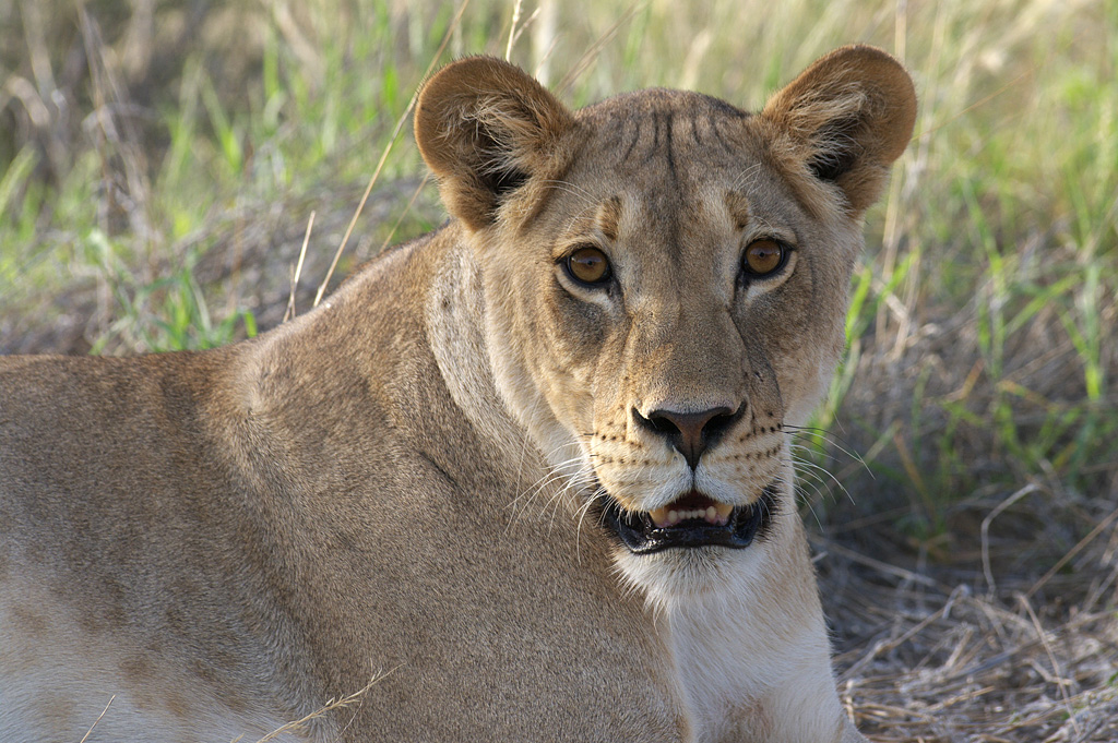 Lioness