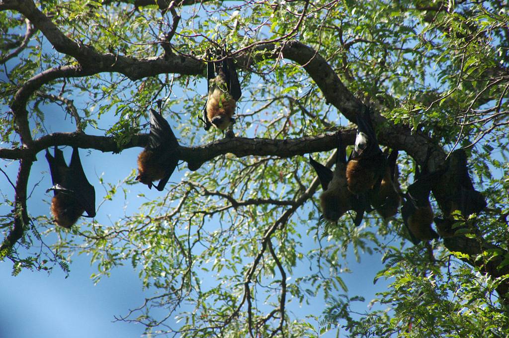 Madagascar flying fox