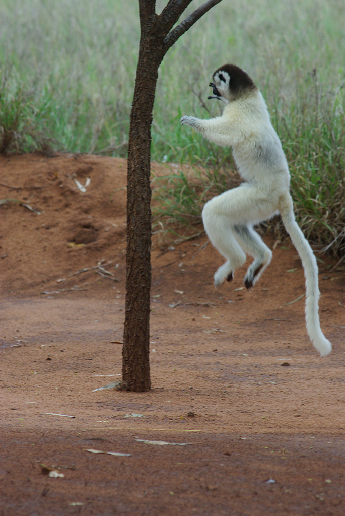 Propithecus verreauxi verreauxi