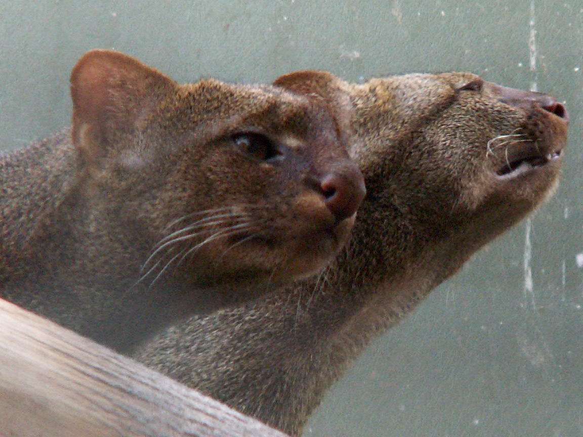 jaguarundi 2008