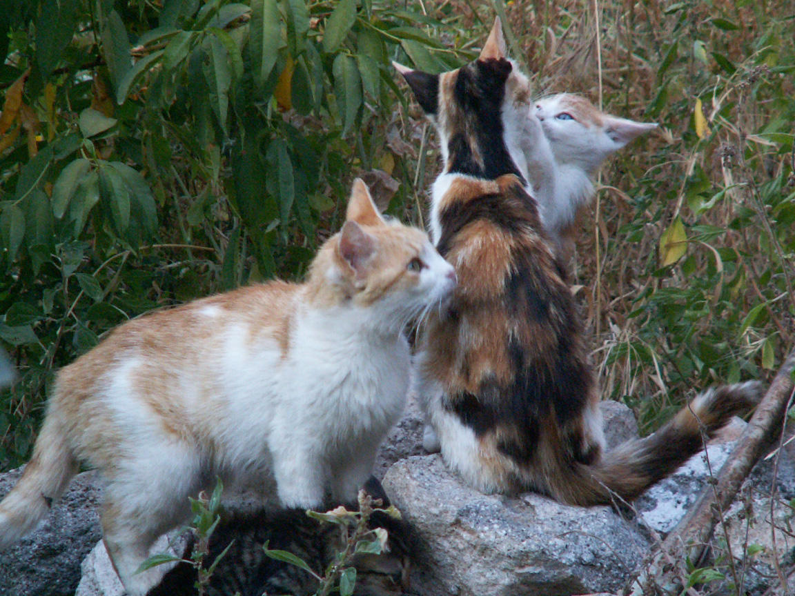 June 6 Poros cats