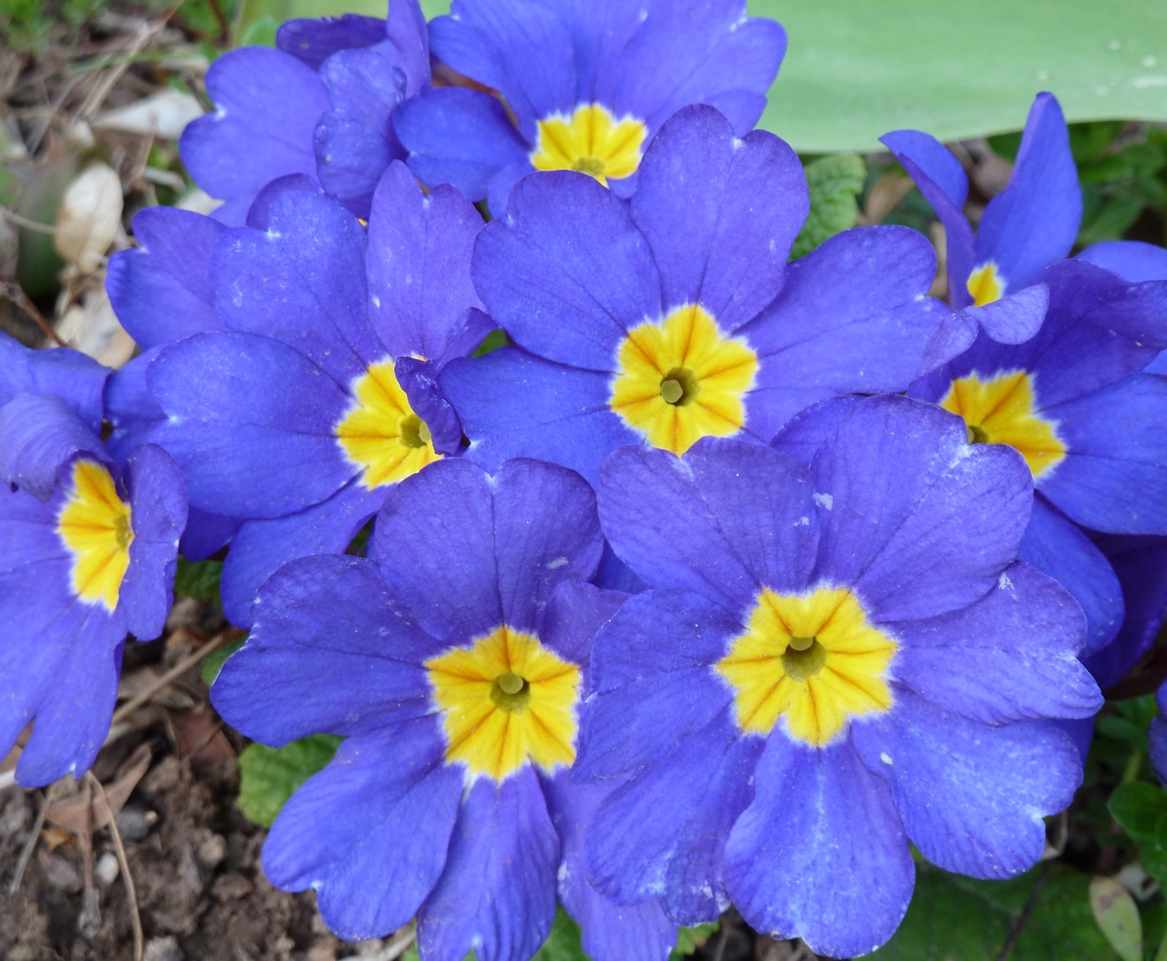 Trimmers flowers P1050434.jpg