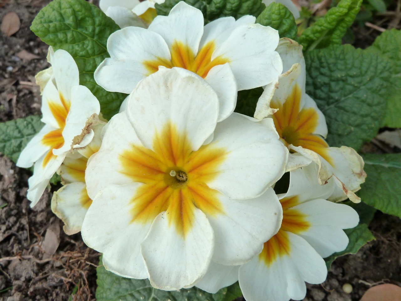 Trimmers flowers P1050442.jpg