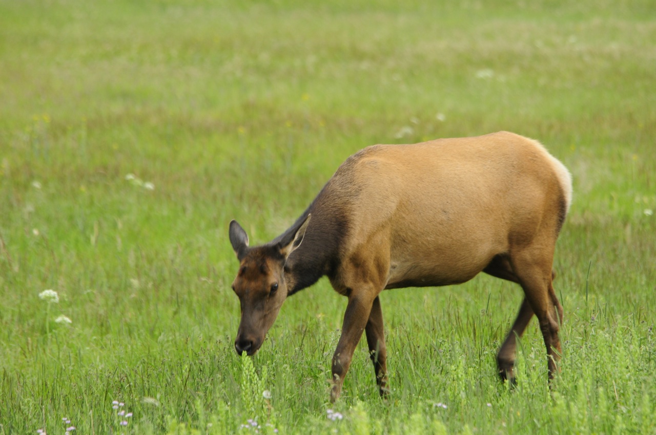 Yellowstone Baby Elk _DSC0101.jpg