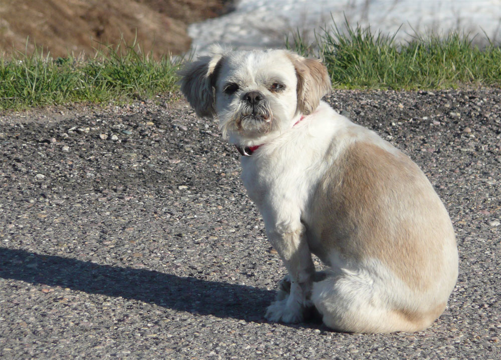 a neighbors dog P1020533.jpg