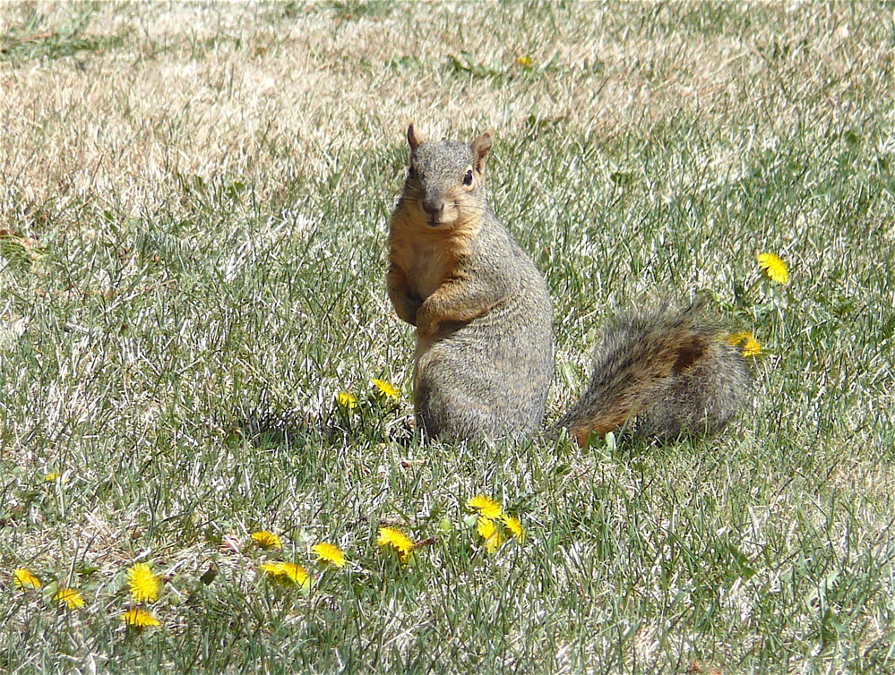 ISU squirrel girl P1020515.jpg