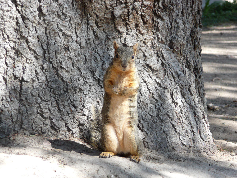 ISU squirrel girl P1020518.jpg