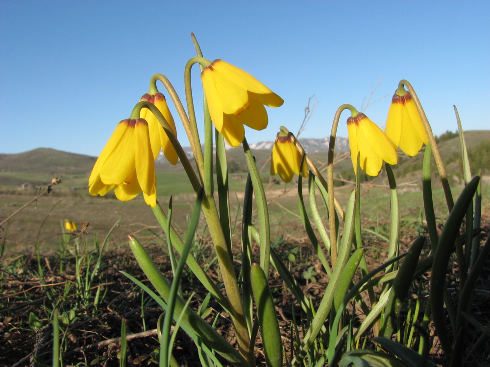 Yellow Bells IMG_1118.jpg