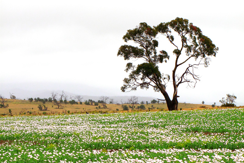 The field in spring