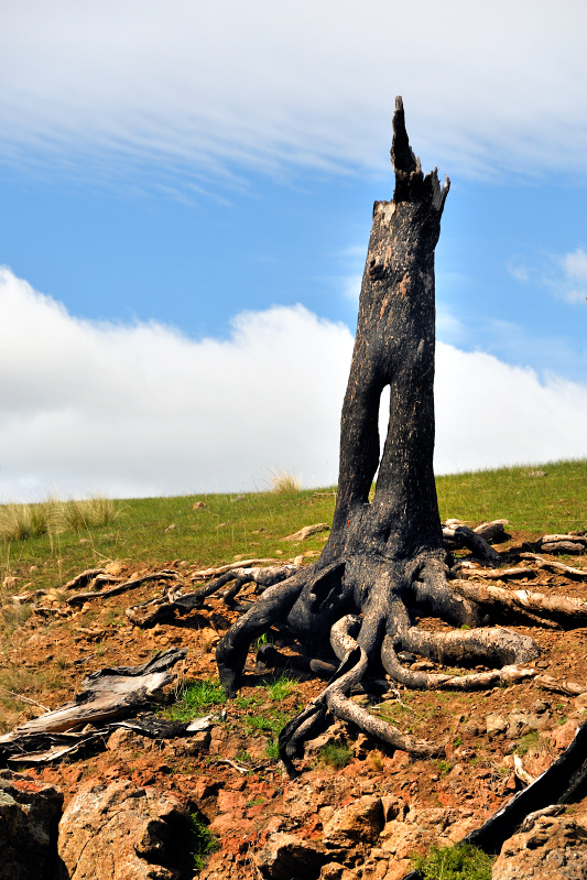 The burnt stump