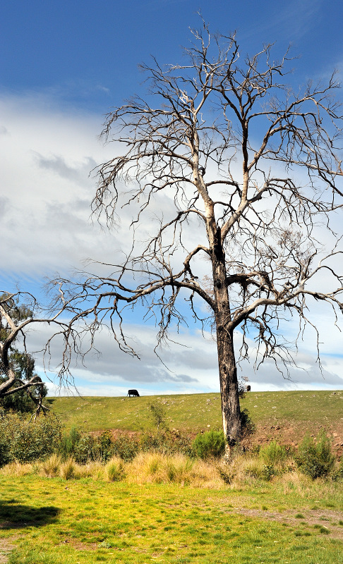 Dead tree - Brisbane Ranges