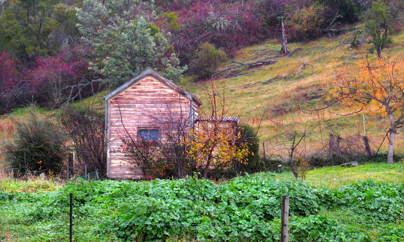 Garden shed in autumn