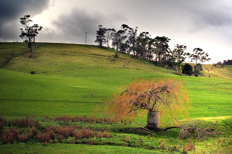 Tree in the barrel