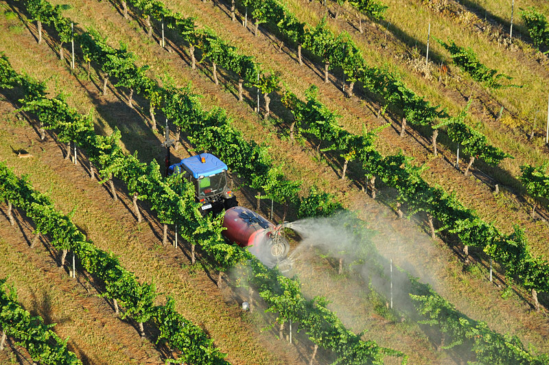 Spraying the vines