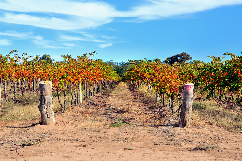 Moama vineyard